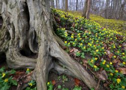 Winterlinge  Gelbe Pracht In Jena 2024 24